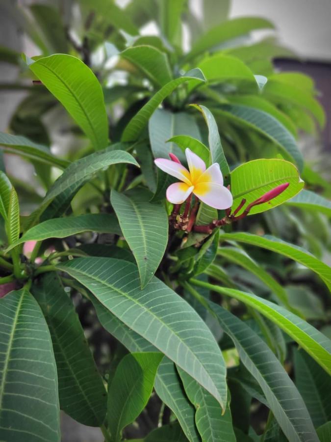 Cabanas Maria Hau ハンガ・ロア エクステリア 写真